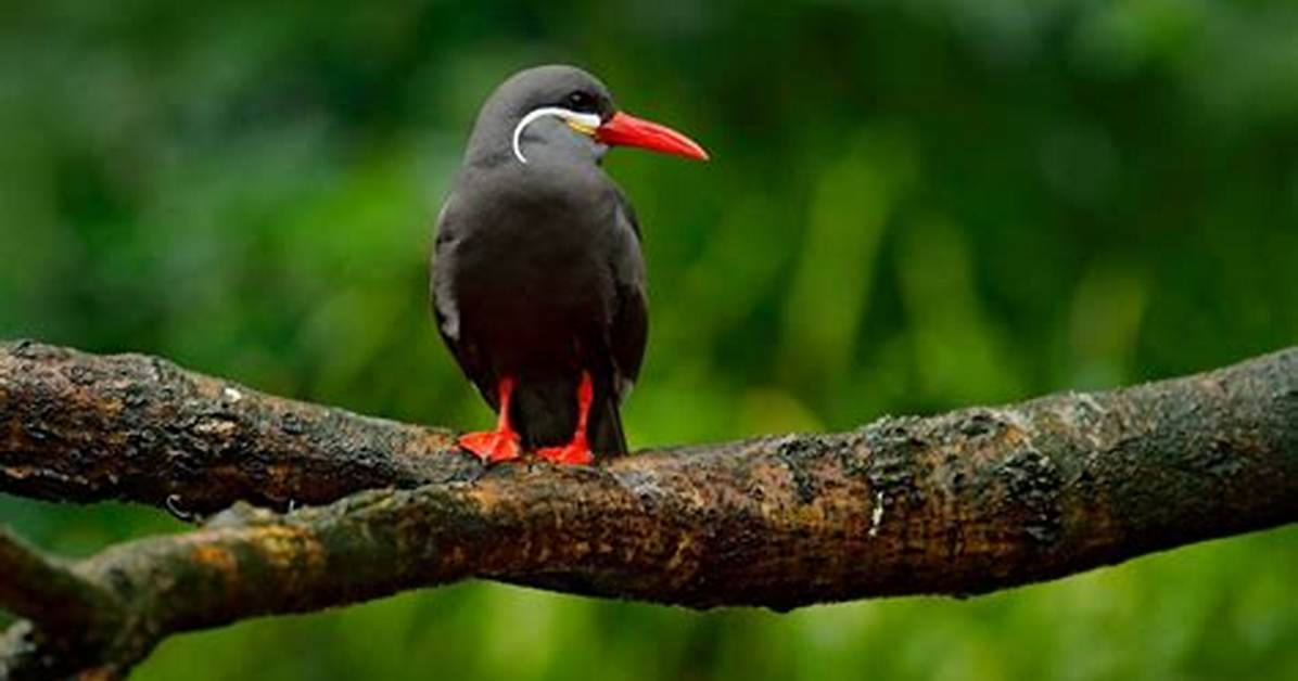12 Exotic South American Birds to Spot