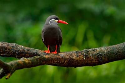 12 Exotic South American Birds to Spot