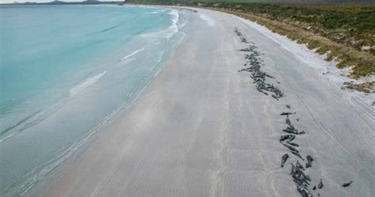 500 Pilot Whales Die After Stranding Near the Shark-Infested Waters of New Zealand