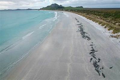 500 Pilot Whales Die After Stranding Near the Shark-Infested Waters of New Zealand