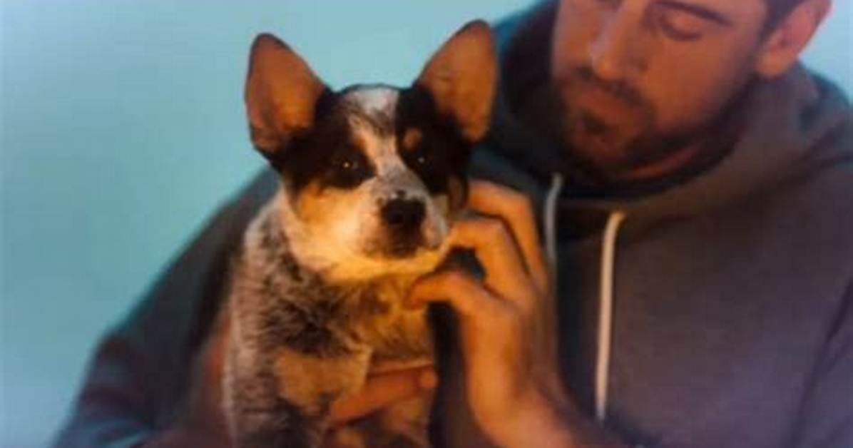 Aaron Rodgers Pets - Celebrity Pets