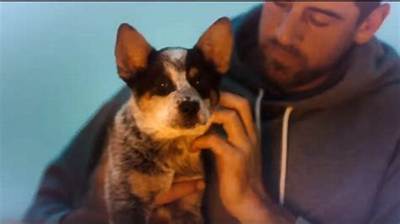 Aaron Rodgers Pets - Celebrity Pets