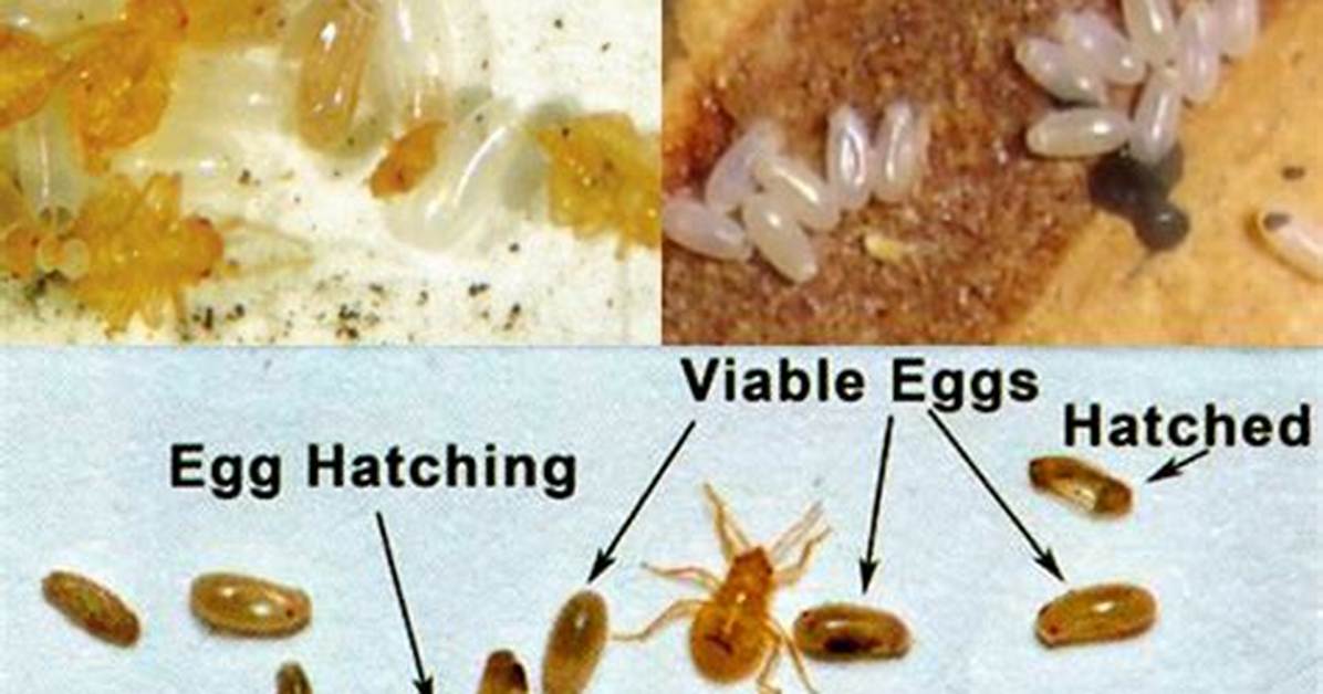 Are Bed Bug Eggs Visible to the Human Eye?