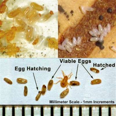 Are Bed Bug Eggs Visible to the Human Eye?