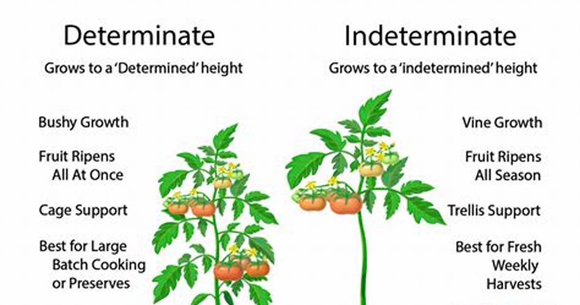 Are Beefmaster Tomatoes Determinate or Indeterminate?