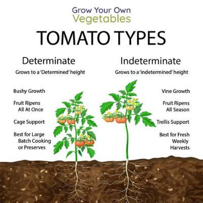 Are Beefmaster Tomatoes Determinate or Indeterminate?