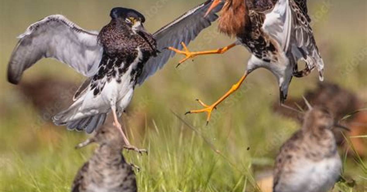 Are Birds Fighting or Mating?