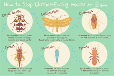 Are Bugs Eating My Clothes?