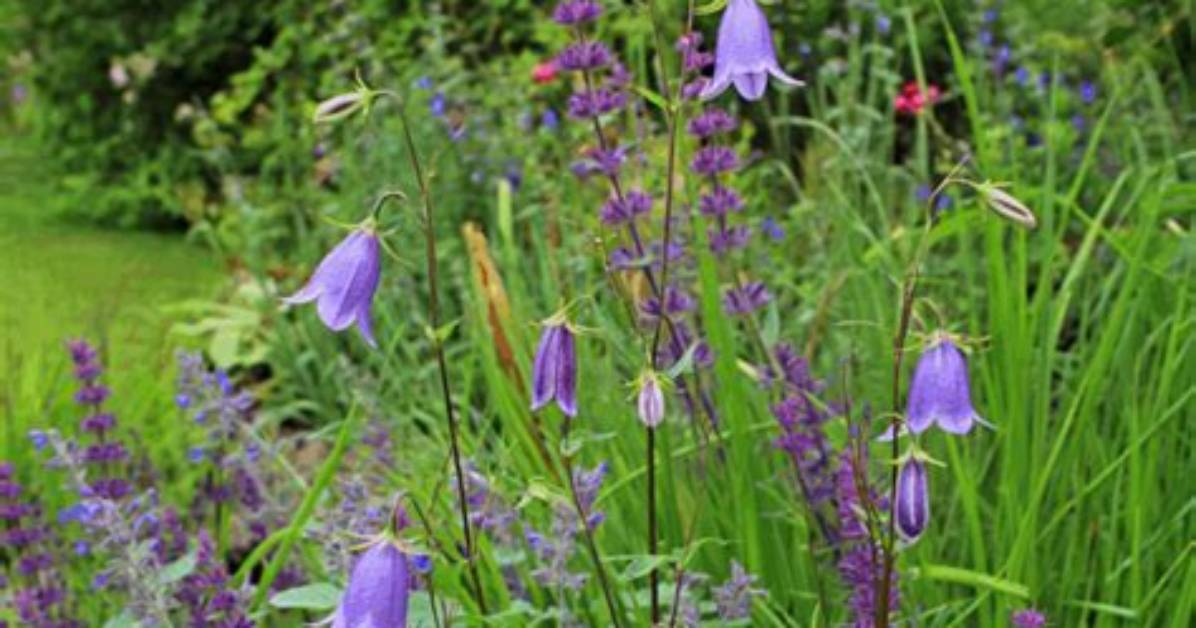 Are Campanula Deer Resistant?