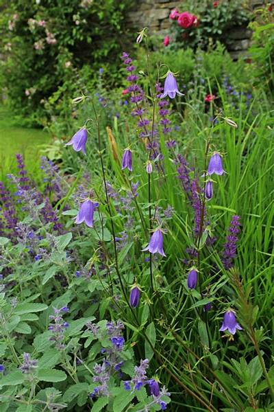 Are Campanula Deer Resistant?
