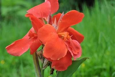 Are Canna Lilies Poisonous?