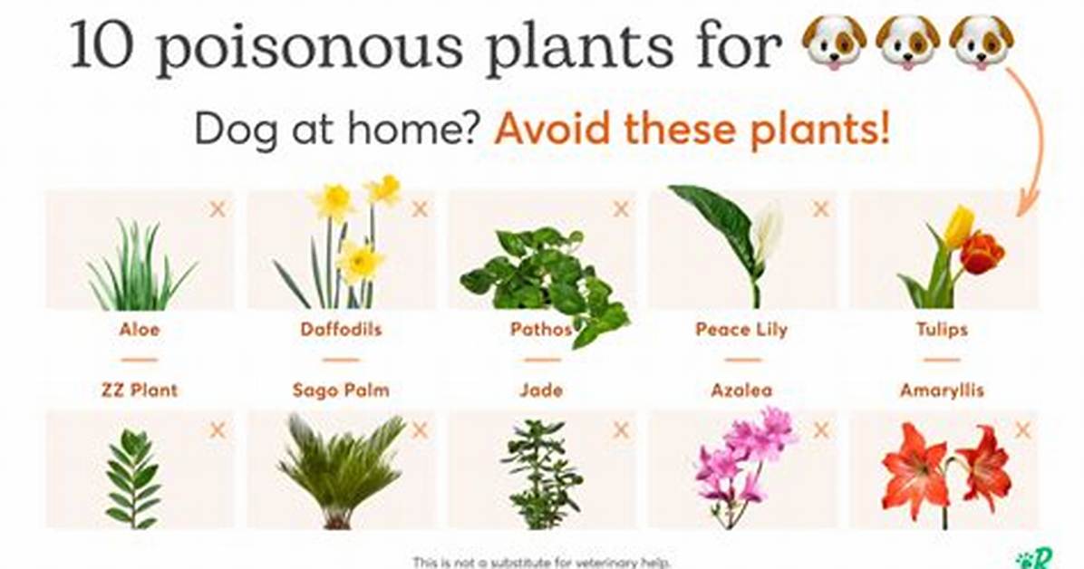 Are Corn Plants Bad for Dogs?