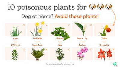 Are Corn Plants Bad for Dogs?