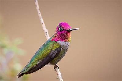 Are Female Hummingbirds Colorful?