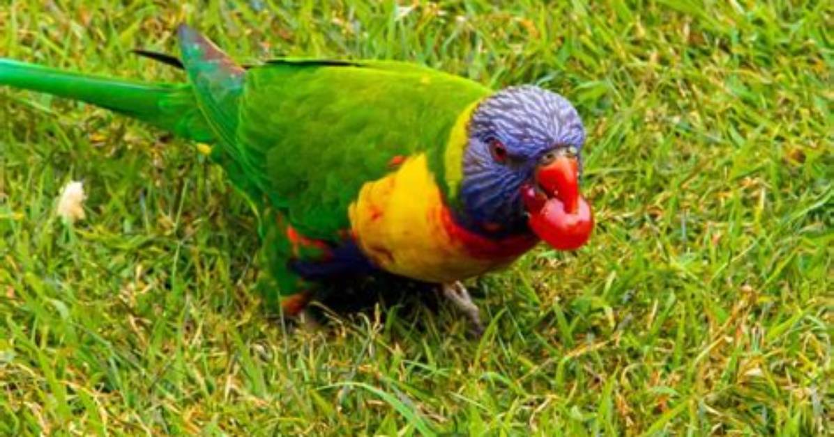 Are Grapes Good for Wild Birds?