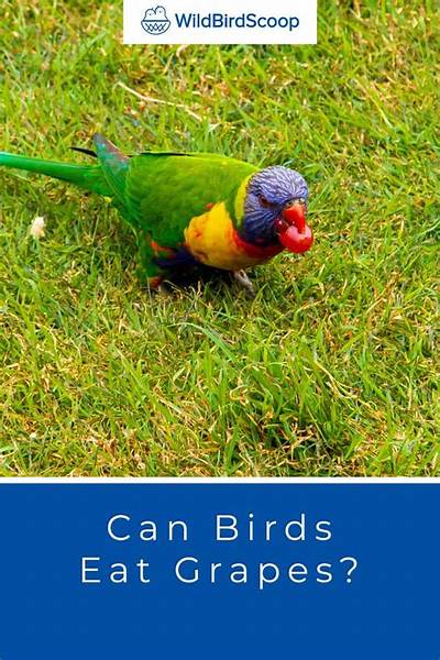 Are Grapes Good for Wild Birds?