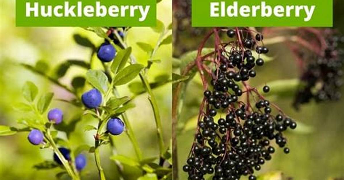 Are Huckleberries and Elderberries the Same?