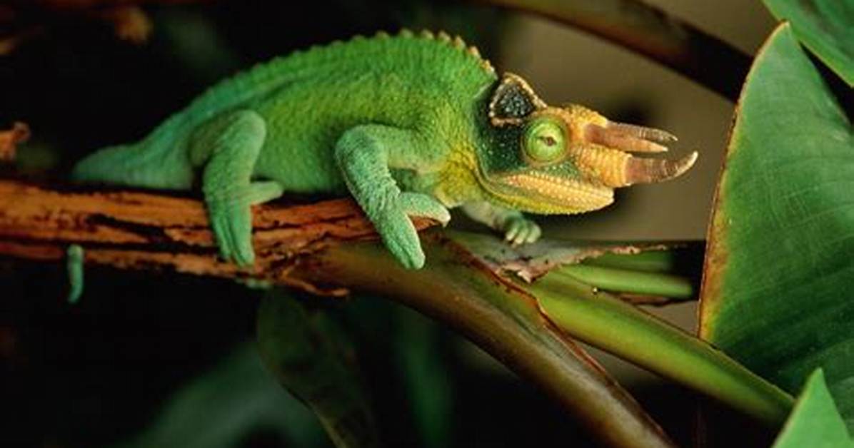 Are Jackson Chameleons Friendly?