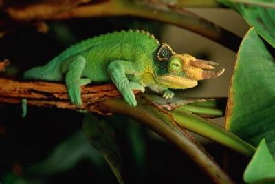Are Jackson Chameleons Friendly?