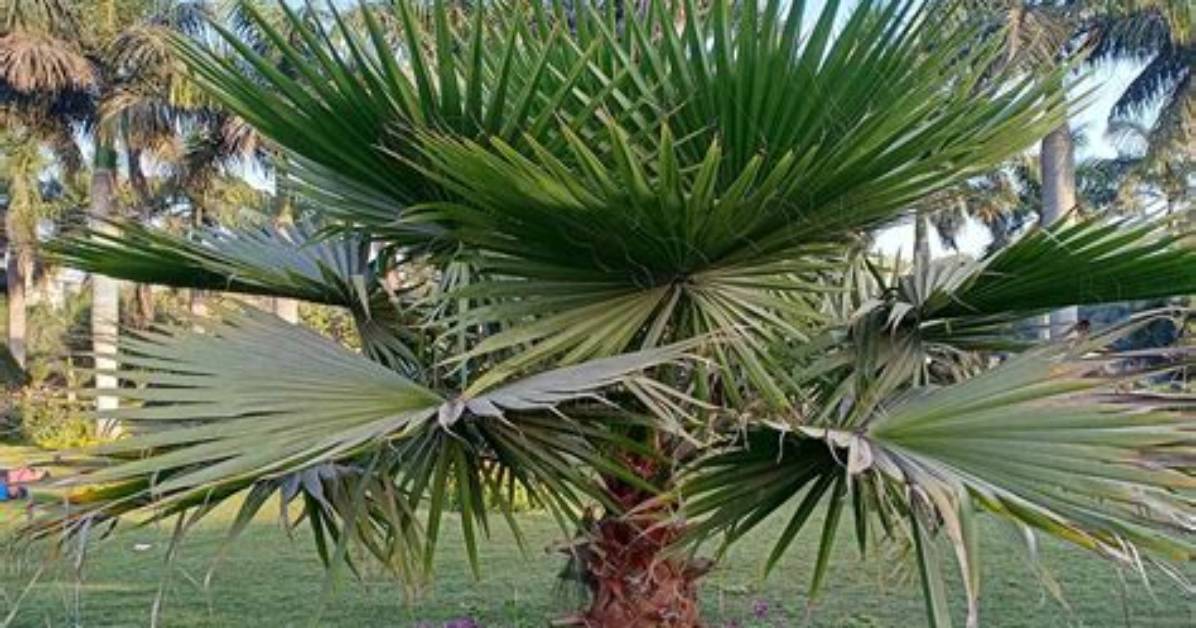 Are Mexican Fan Palms Poisonous?