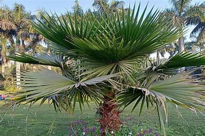 Are Mexican Fan Palms Poisonous?