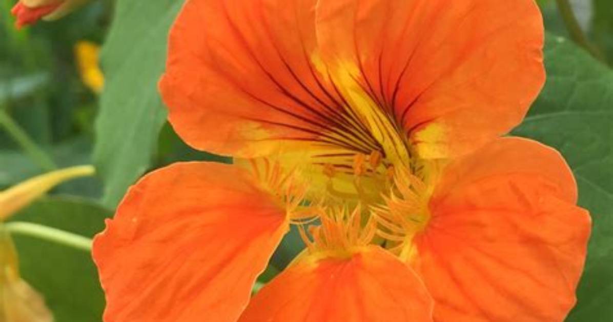 Are Orange Flowers Edible?