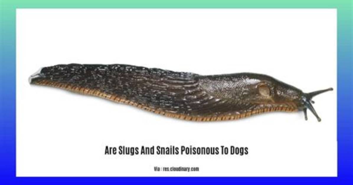 Are Slugs Poisonous to Dogs?