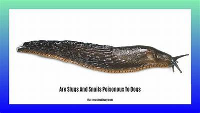 Are Slugs Poisonous to Dogs?