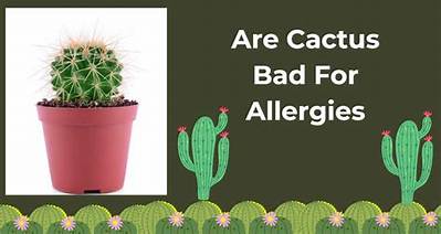 Are Succulents Bad for Allergies?