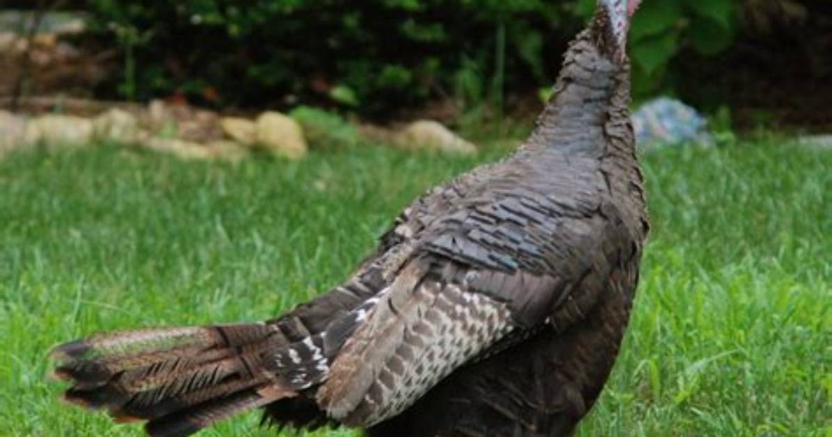 Are There Female Turkeys?