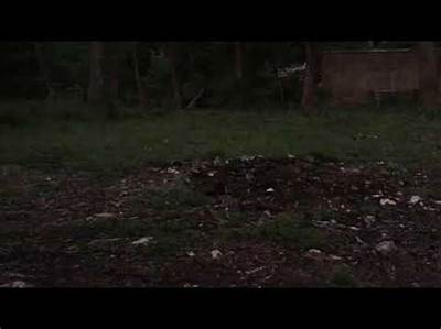 Are There Fireflies in San Antonio Texas?