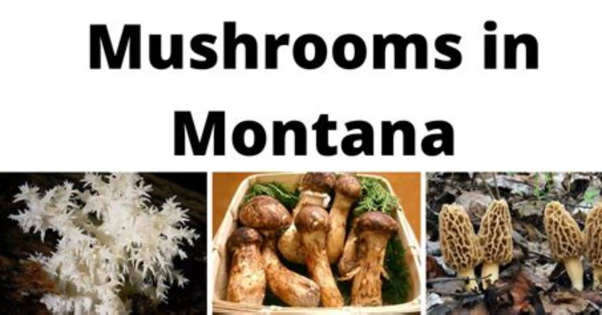 Are There Poisonous Mushrooms in Montana?