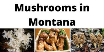 Are There Poisonous Mushrooms in Montana?
