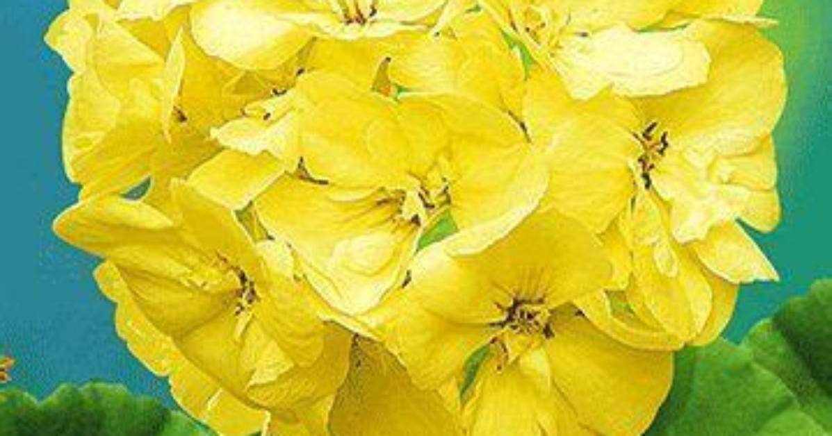 Are There Yellow Geraniums?