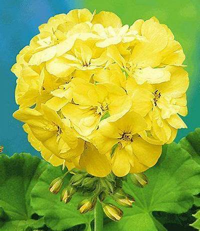 Are There Yellow Geraniums?
