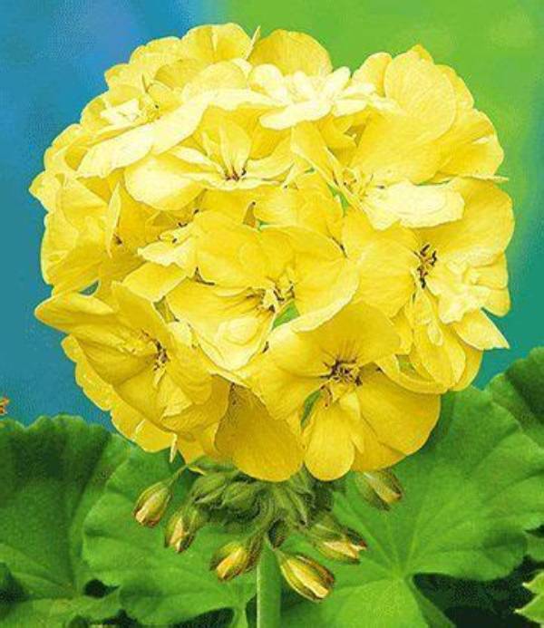 Are There Yellow Geraniums?