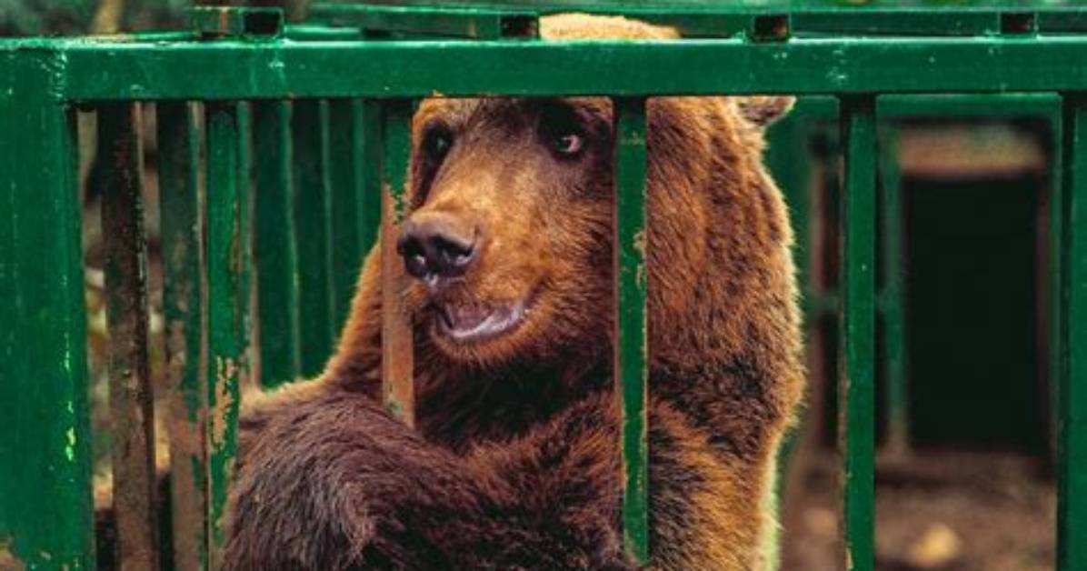Bear Caged for 15 Year's Sees Grass for the First Time