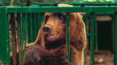 Bear Caged for 15 Year's Sees Grass for the First Time