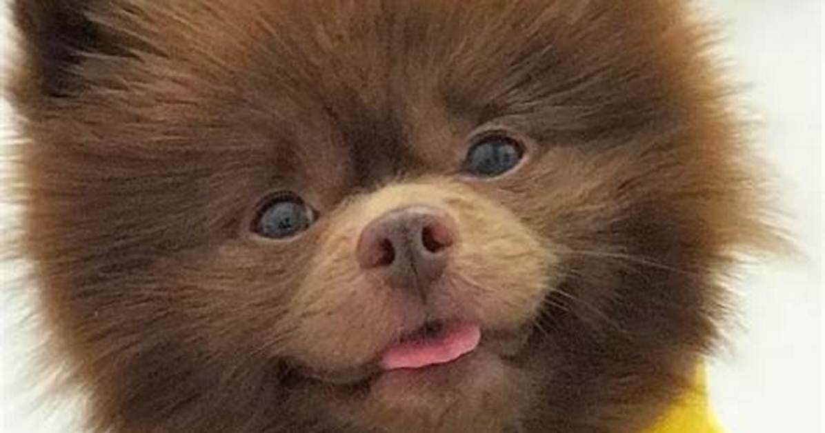 Bertram the Pomeranian Runs New York’s Art Scene