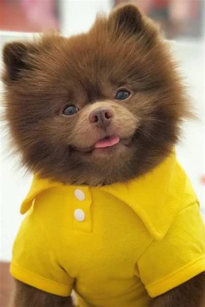 Bertram the Pomeranian Runs New York’s Art Scene