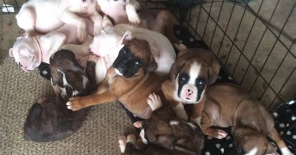 Boxers Born in New Jersey