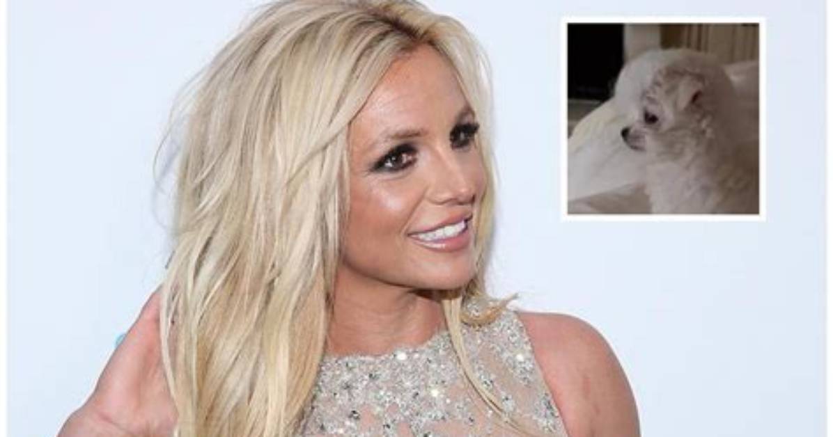 Britney Spears Gets a New Puppy from Sam Asghari Named Porsha!