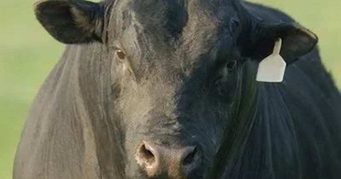 Bull Escapes Slaughterhouse, Causes Chaos in Brooklyn and Hilarity on Twitter