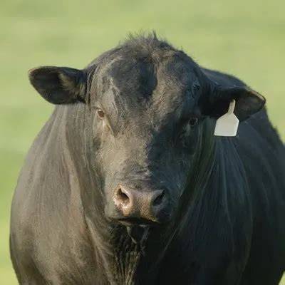 Bull Escapes Slaughterhouse, Causes Chaos in Brooklyn and Hilarity on Twitter