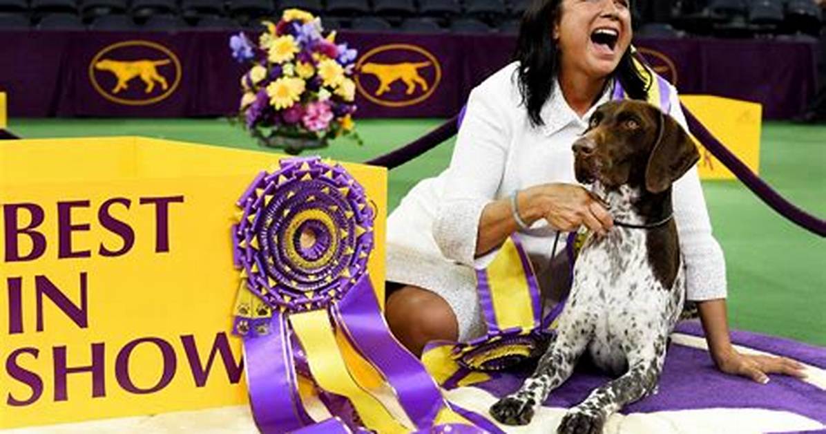 C. J. the German Shorthaired Pointer Won Best in Show: Cute or Meh?