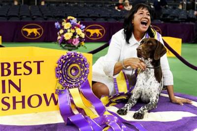 C. J. the German Shorthaired Pointer Won Best in Show: Cute or Meh?