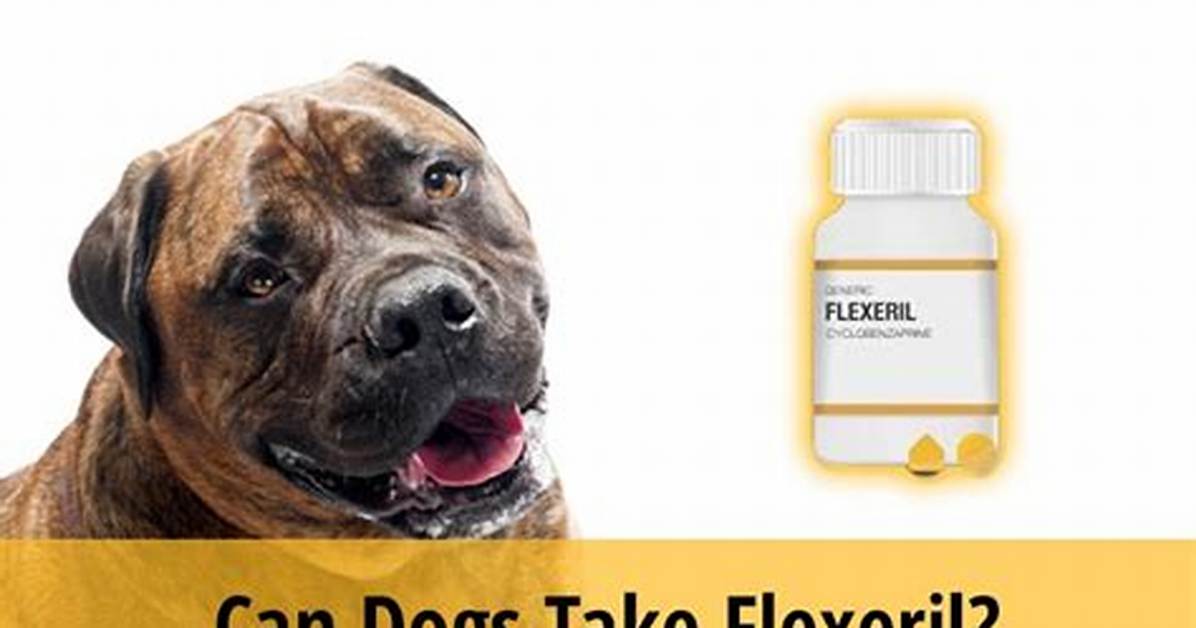 Can a Dog Take Flexeril?