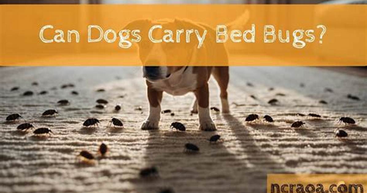 Can Dogs or Cats Carry Bed Bugs?