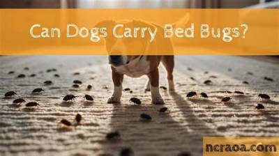 Can Dogs or Cats Carry Bed Bugs?
