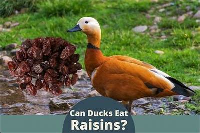 Can Ducks and Chickens Eat Raisins?